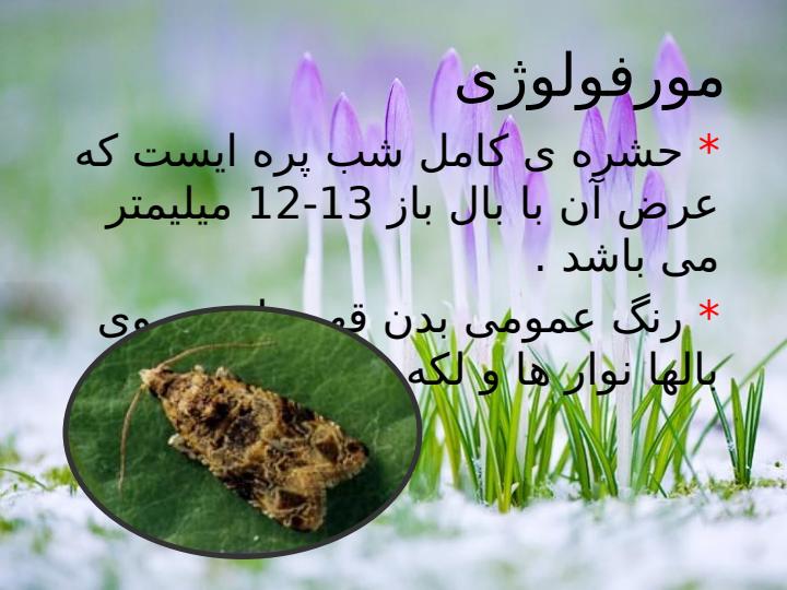 کرم-خوشه-خوار-انگور6