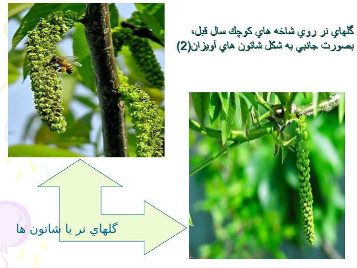 کشت-درون-شیشه-ای-حنین-های-گردو4