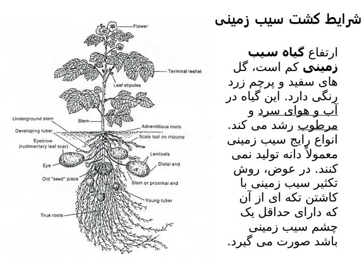 کشت-سیب-زمینی6