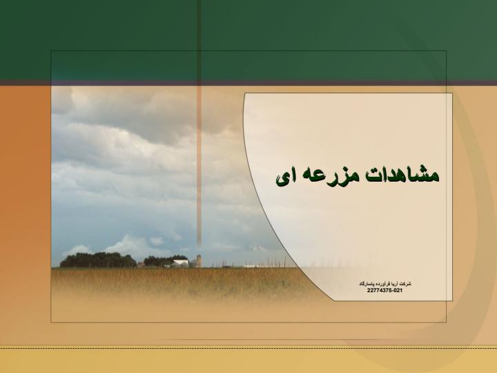 گاو-شیری1