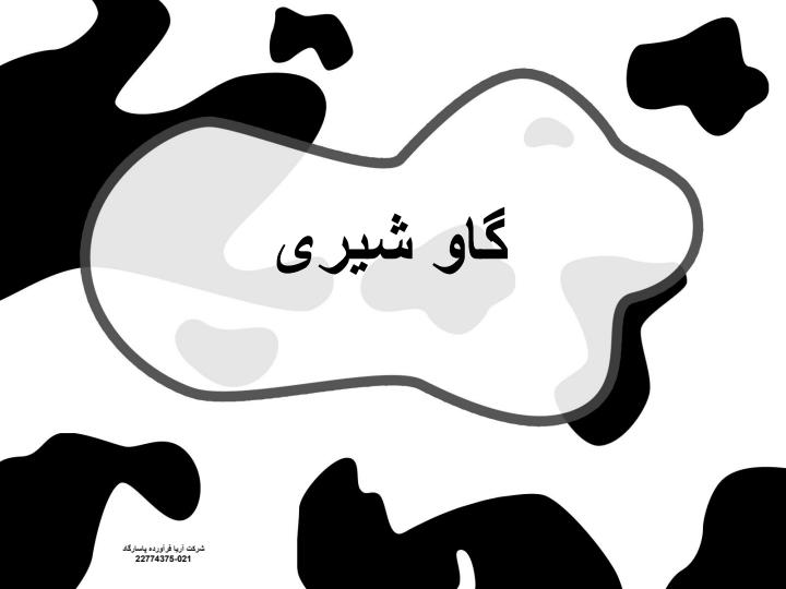 گاو-شیری2