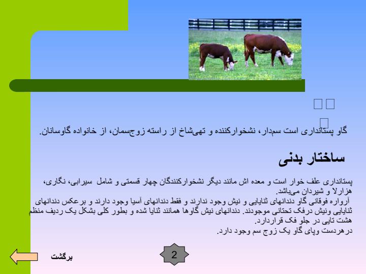گاوداری5