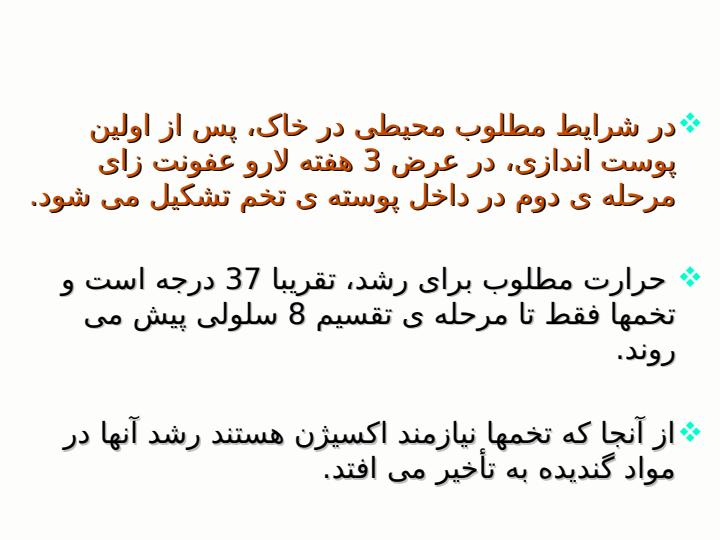 آسکاریس-لومبریکوئیدس6