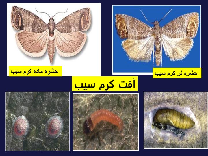 آفات-مهم-درختان-گردو4