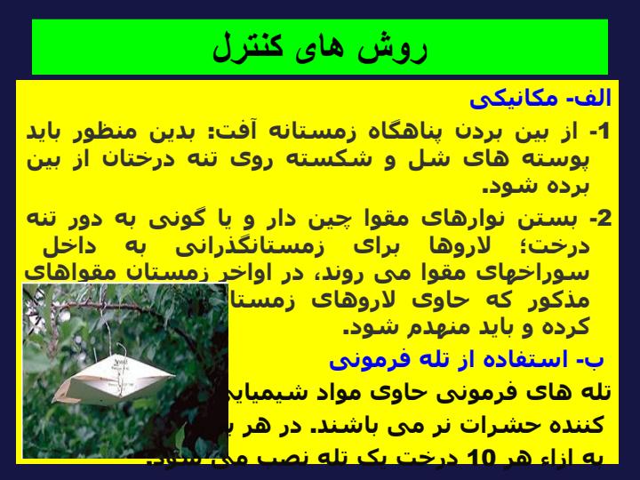 آفات-مهم-درختان-گردو5