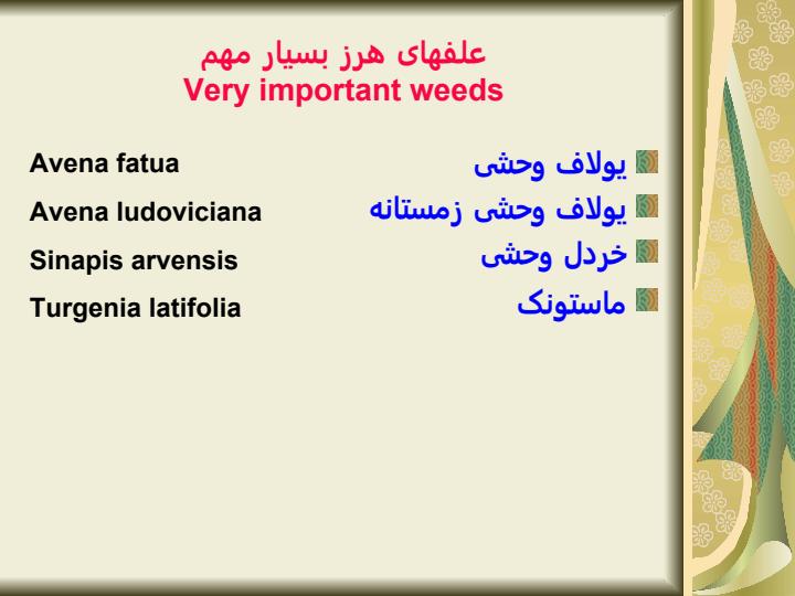 آمار-خسارت-علفهاي-هرز-در-گندم5