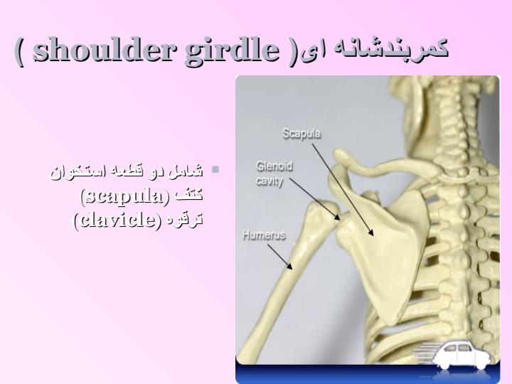 آناتومی-و-حرکت-شناسی-مفصل-شانه2