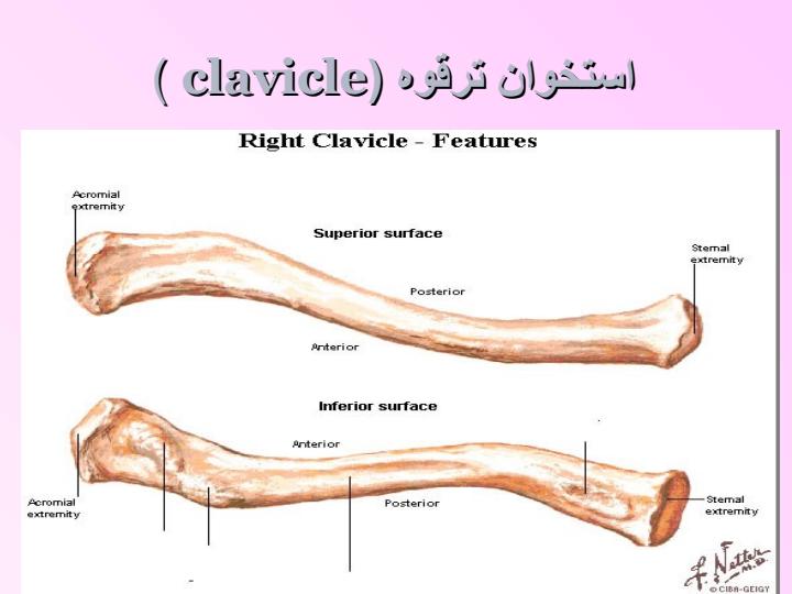 آناتومی-و-حرکت-شناسی-مفصل-شانه3