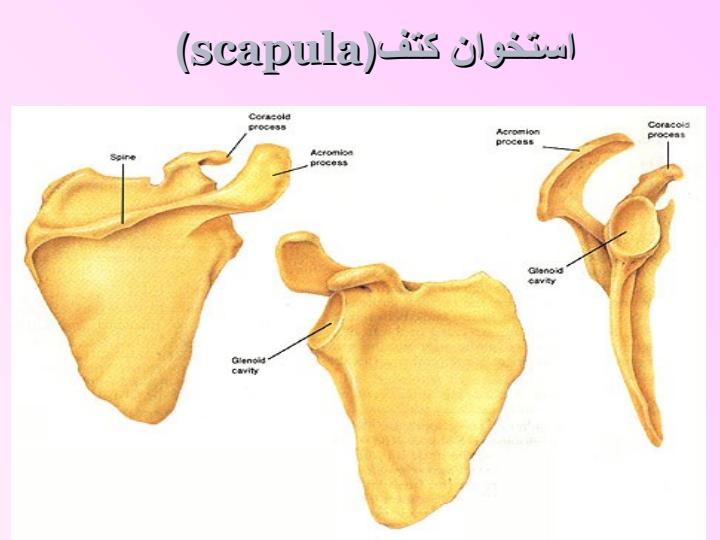 آناتومی-و-حرکت-شناسی-مفصل-شانه4