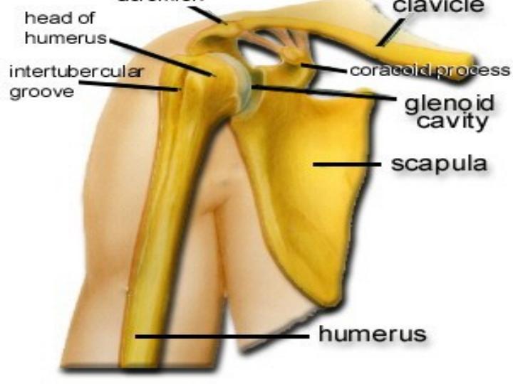 آناتومی-و-حرکت-شناسی-مفصل-شانه5