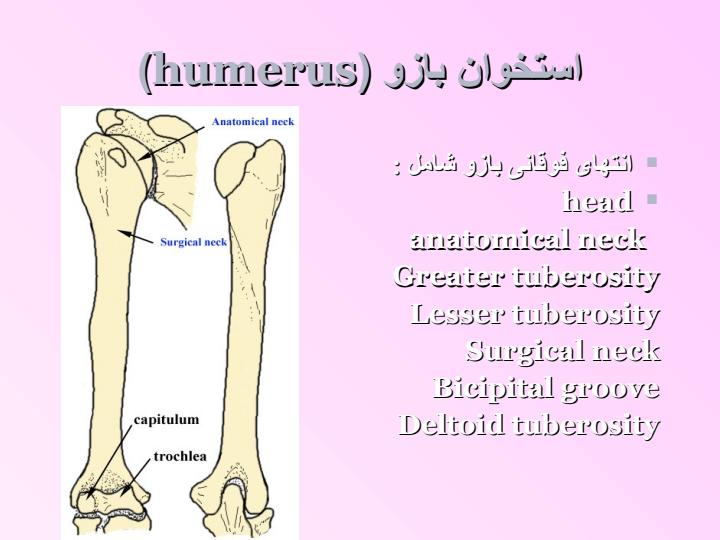 آناتومی-و-حرکت-شناسی-مفصل-شانه6