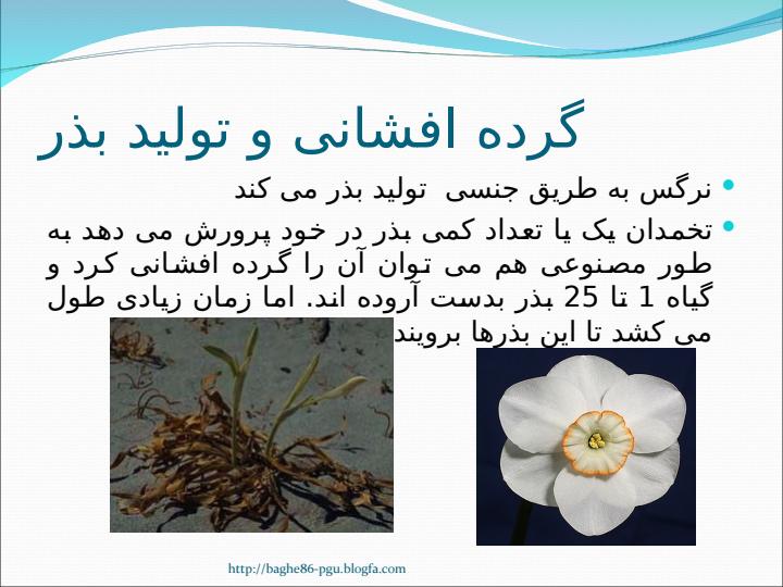 اصلاح-گل-نرگس5