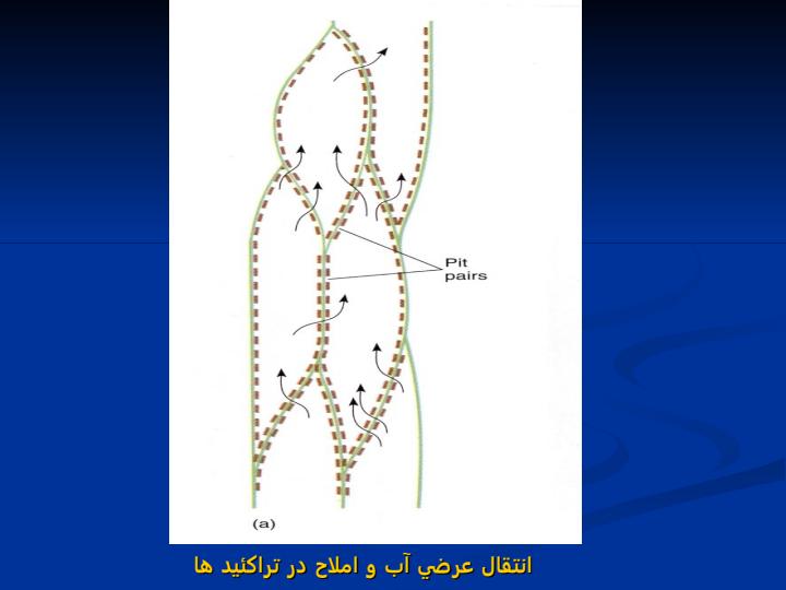 بافت-آبكش-و-جزئيات-آن3