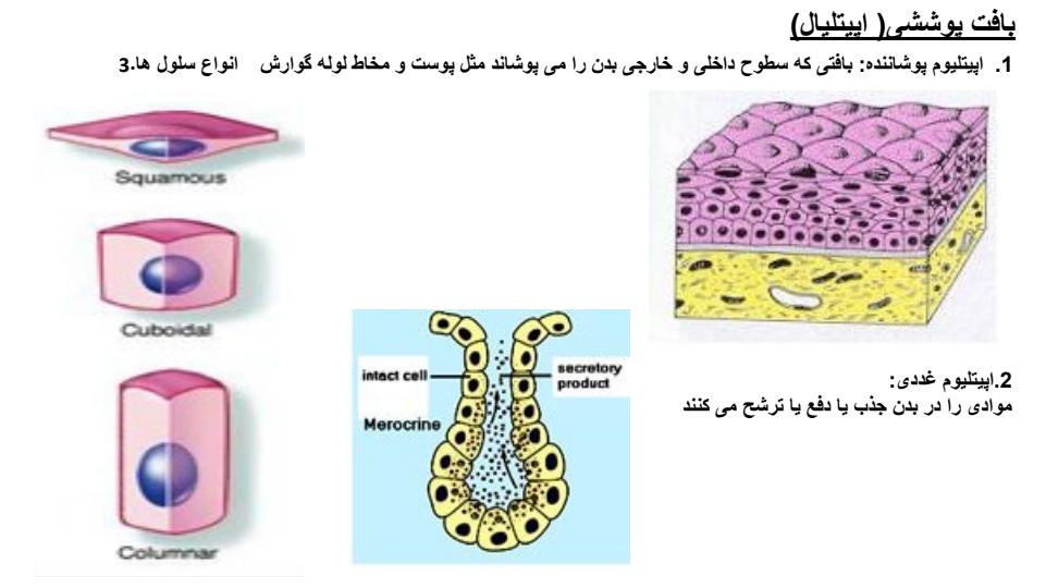بافت-پوست1