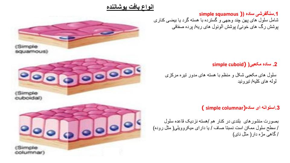 بافت-پوست2