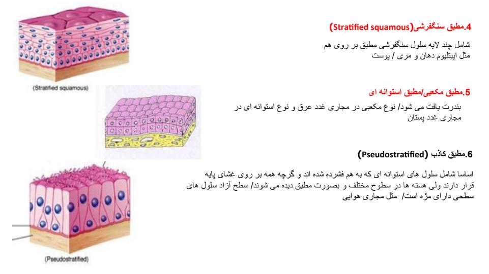 بافت-پوست3