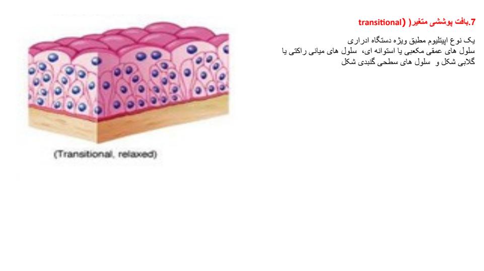 بافت-پوست4
