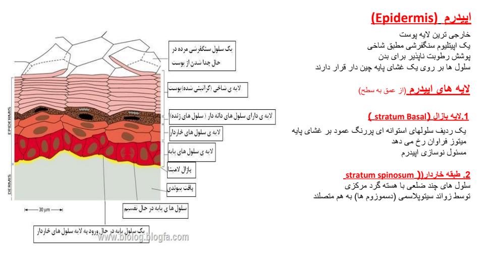 بافت-پوست6