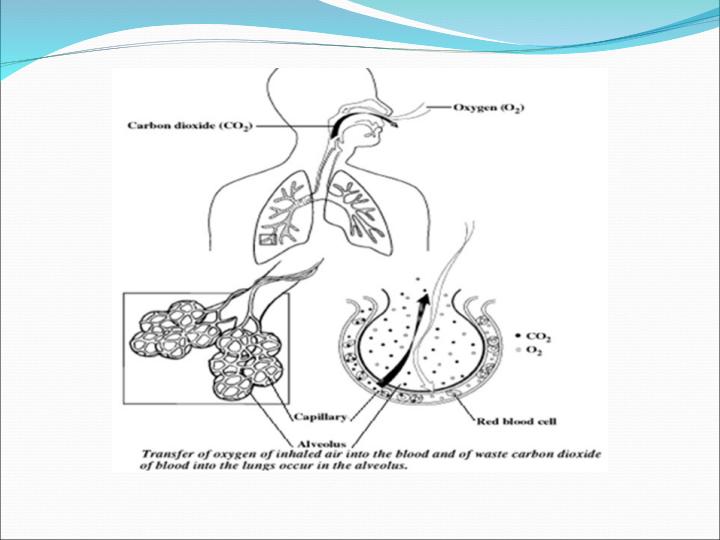 بیماریهای-مزمن-انسدادی-ریه-COPD4