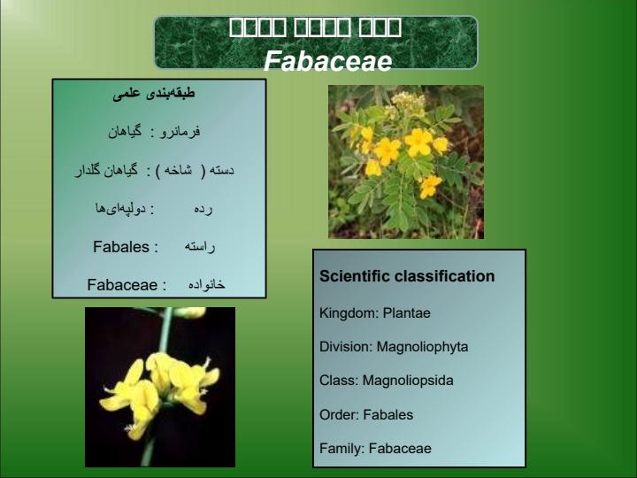 تیره-Fabaceae2