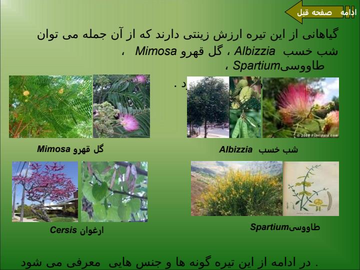 تیره-Fabaceae6