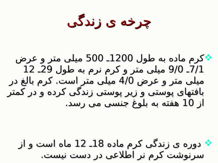 دراکونکولوس-مدی-نن-سیس2