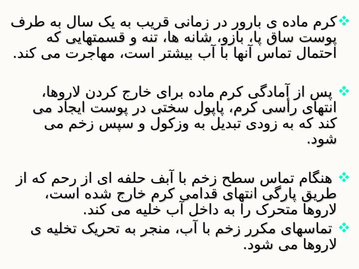 دراکونکولوس-مدی-نن-سیس3