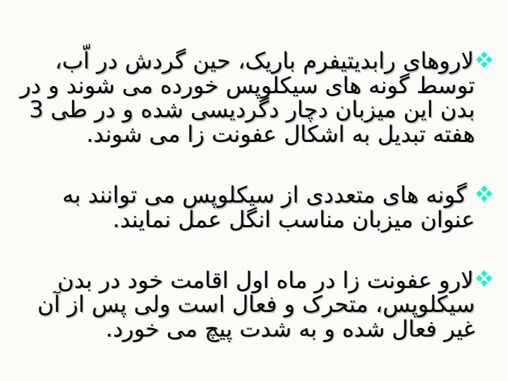 دراکونکولوس-مدی-نن-سیس4