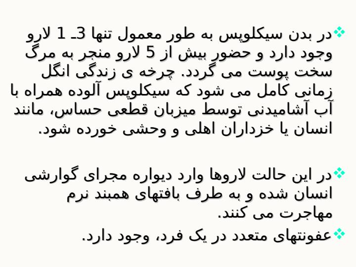 دراکونکولوس-مدی-نن-سیس5