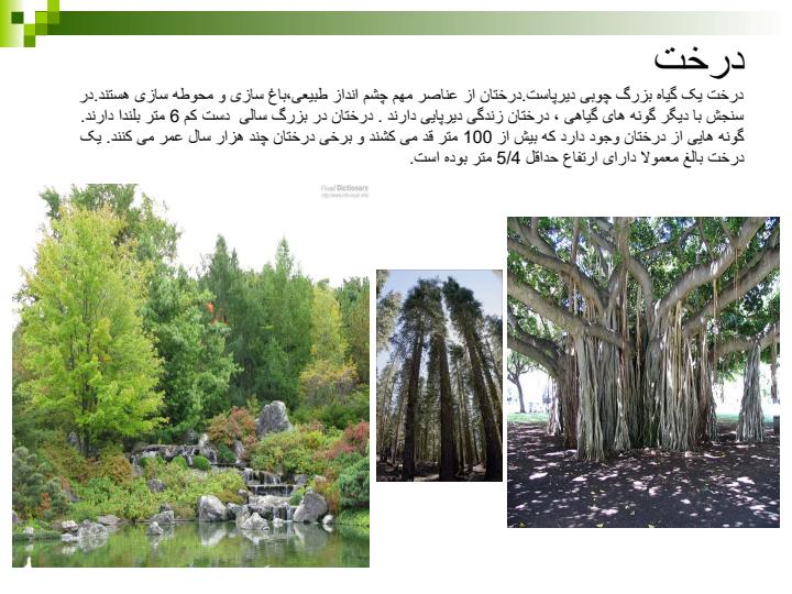 درخت1