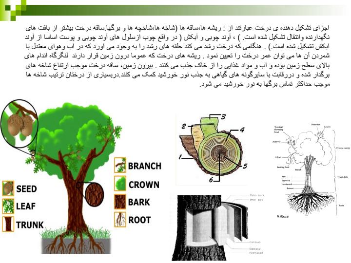 درخت2