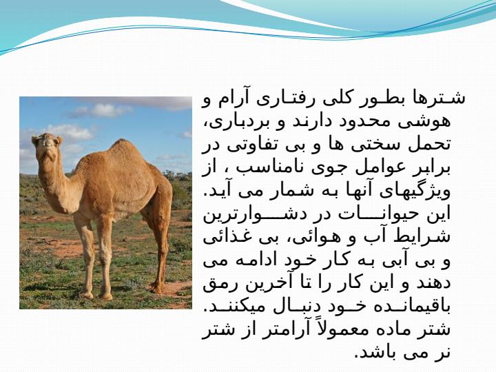 رفتار-شناسی-شتر1