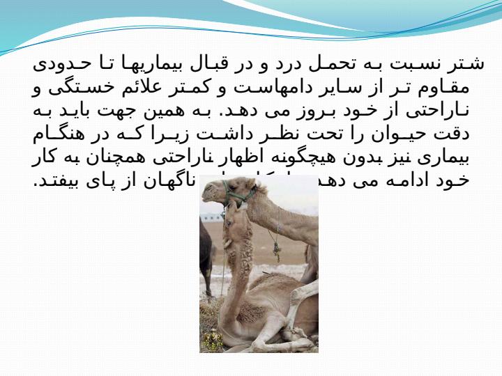 رفتار-شناسی-شتر2