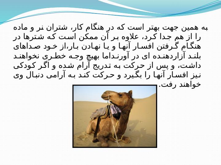 رفتار-شناسی-شتر5
