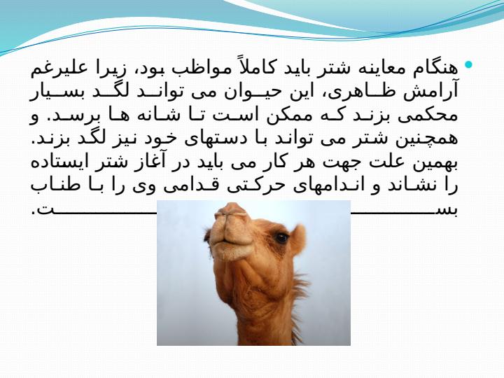 رفتار-شناسی-شتر6