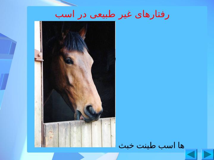 رفتارشناسی-اسب3