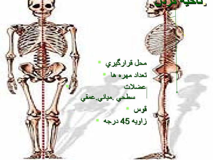 سر-به-جلو1