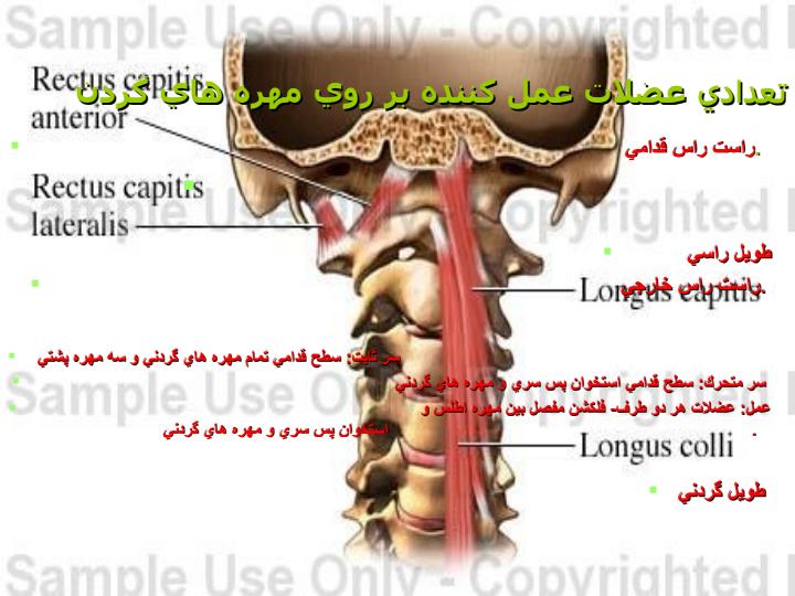 سر-به-جلو3