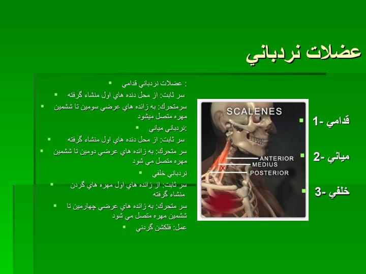 سر-به-جلو4