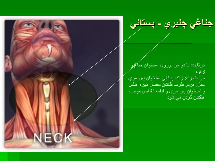 سر-به-جلو5