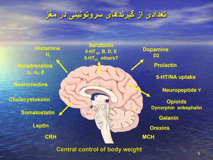 سروتین-در-انسان5
