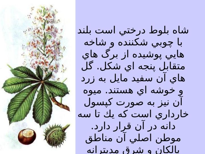 شاه-بلوط-هندي2