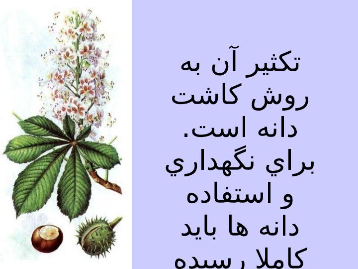 شاه-بلوط-هندي3