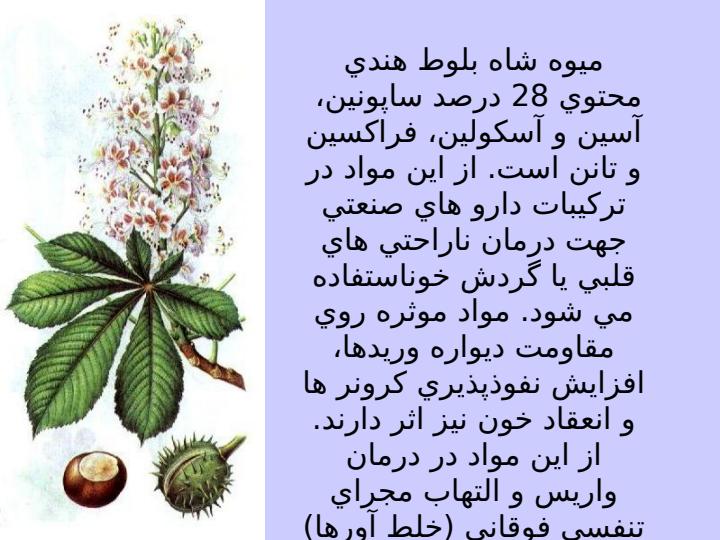 شاه-بلوط-هندي4