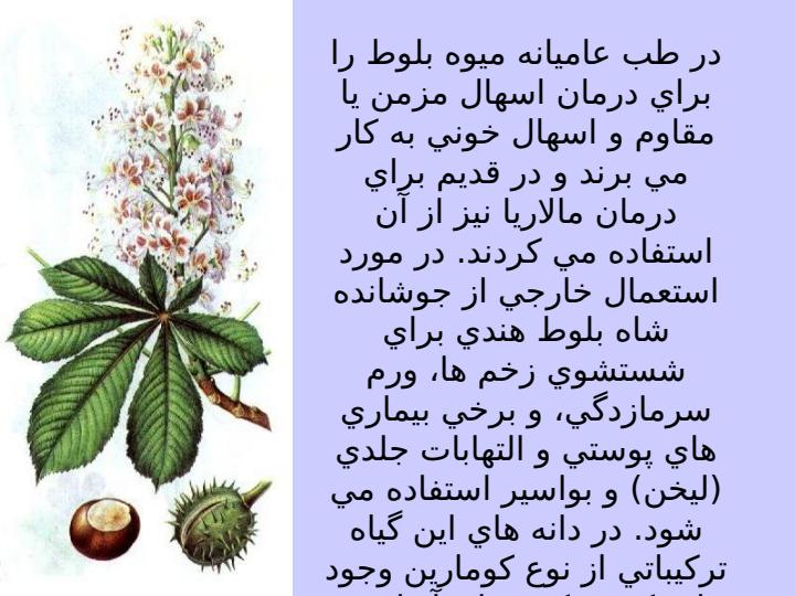شاه-بلوط-هندي5