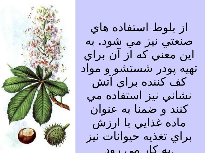 شاه-بلوط-هندي6