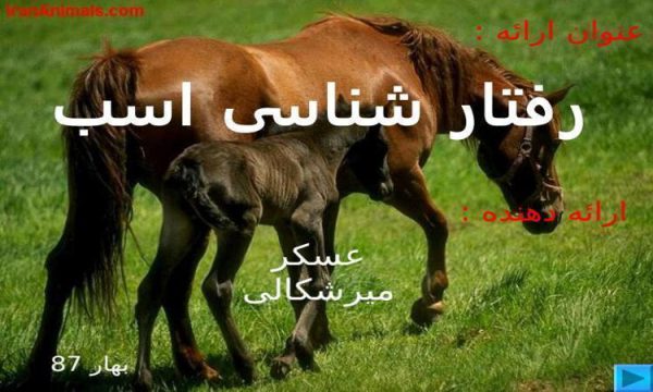 رفتار-شناسی-در-پرورش-اسب