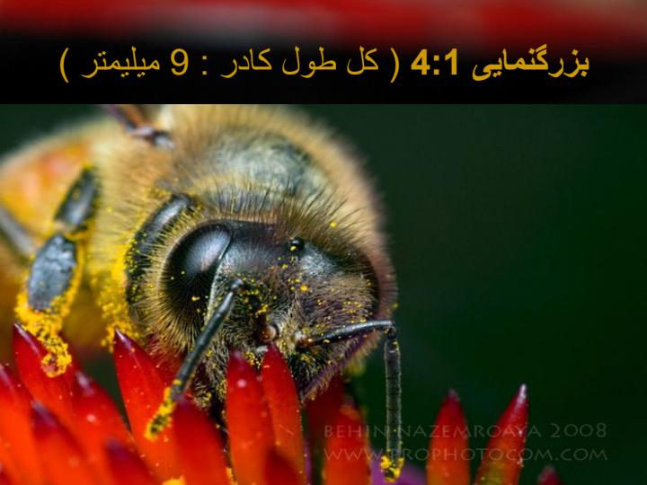 عکاسی-ماکرو6