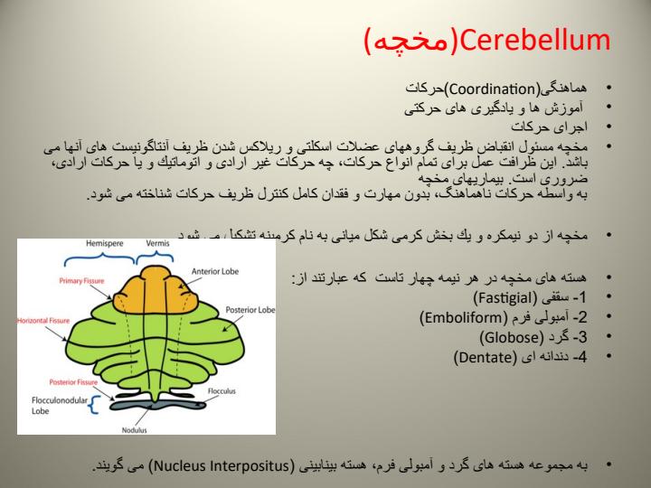 مخچه1