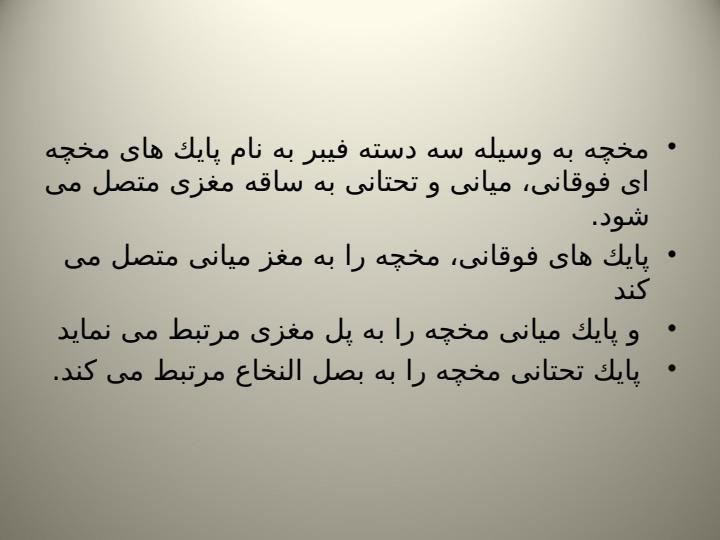 مخچه4